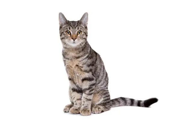 European short haired cat in front of a white background
