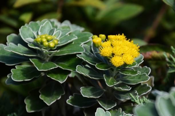 istock Pacific chrysanthemum flowers 1072772602