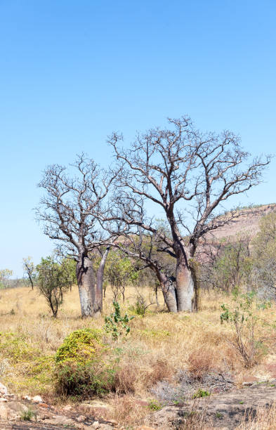 istock boab trees in the Pilbara 1072784570