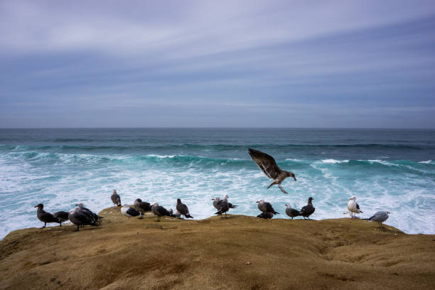 Seagulls landing on a rock on a cloudy day