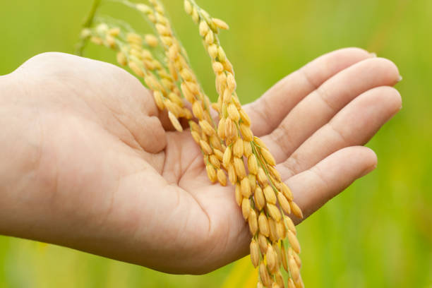istock Closeup hand hold rice seed in rice fields and morning light. 1072785620