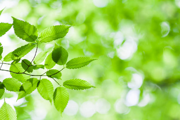 frisse lente bladeren in het bos - groene kleuren fotos stockfoto's en -beelden