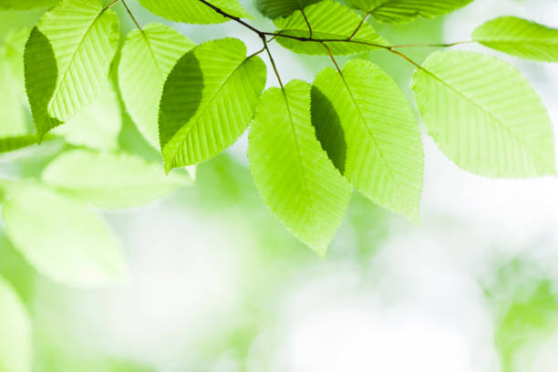 istock Fresh Spring Leaves In The Forest 1072786930