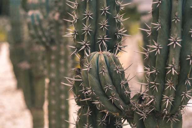 cactus selvatico da vicino - sonora state foto e immagini stock