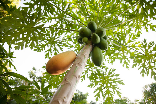 Close up view of coconut fruits - Stock photo