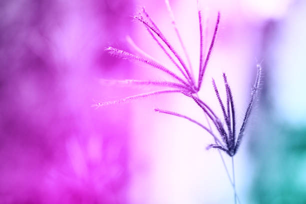 istock Soft focus Grass Flower  abstarct spring ,summer ,autumn nature colorful  wallpaper background 1072799430
