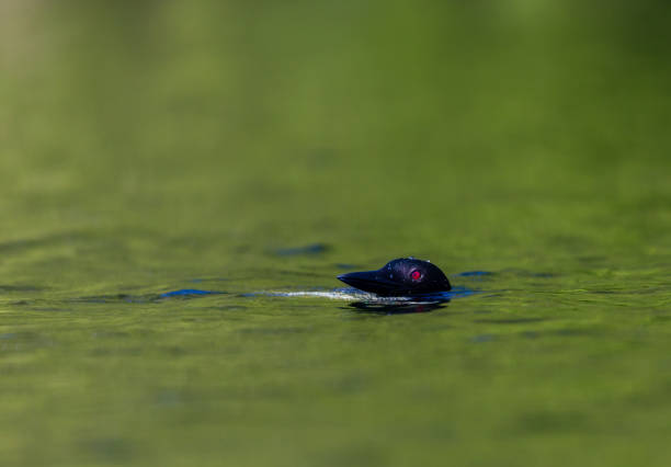 Common Loon breaching the water after having been in search of fish. This shot was taken on lac Creux northern Quebec Canada. Here you can see the incredible feather pattern these birds possess.