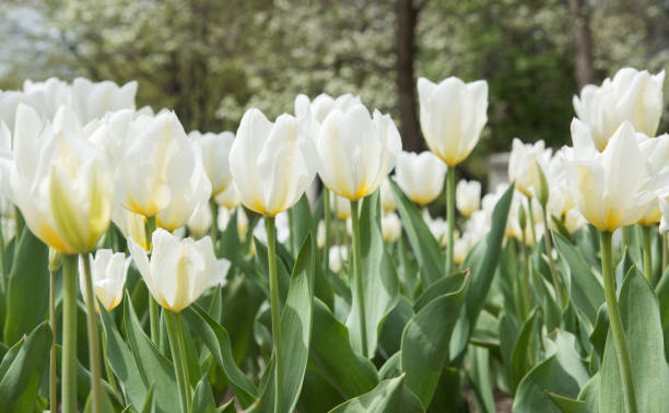 istock Tulips in the Sunlight 1072800888