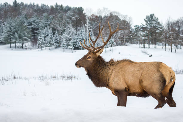 istock Elk in a snow landscape. 1072804066