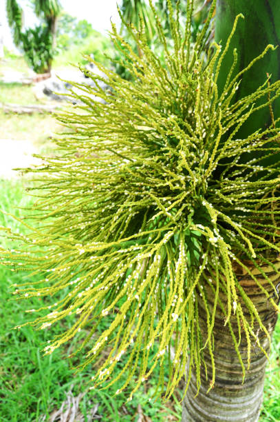 istock flower or small fruit of dates palm on tree 1072805474