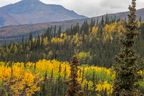 istock Scenic fall landscape in Anchorage, Alaska. 1072805870