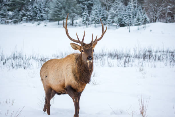 istock Elk in a snow landscape. 1072806080