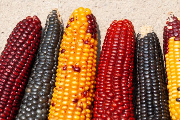 istock Multi color dried corn agriculture product from Guatemala. Zea mays. 1072810018