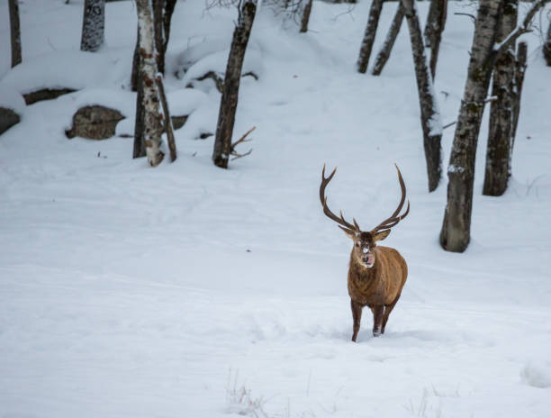 istock Elk in a snow landscape. 1072817032