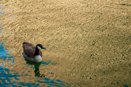 Goose swims across golden reflection on water of Merchandise Mart on the Chicago River.