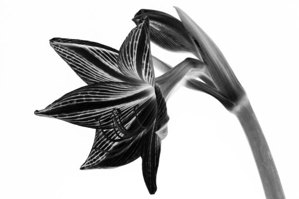 istock Amaryllis flower in black and white. 1072818416