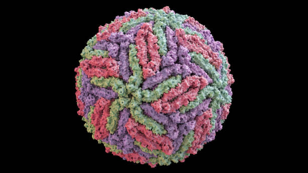 istock 3D CG rendered image of scientifically accurate Zika Virus Envelope Structure based on PDB : 5IRE (surface style) 1072826370
