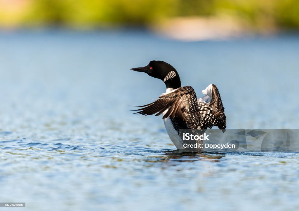 Common loon in a lake in northern Quebec Canada. Common Loon breaching the water after having been in search of fish. This shot was taken on lac Creux northern Quebec Canada. Here you can see the incredible feather pattern these birds possess. Loon - Bird Stock Photo