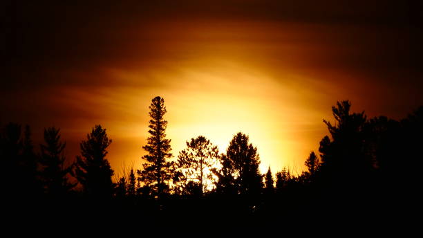 istock Sunset over the fir forest 1072833014