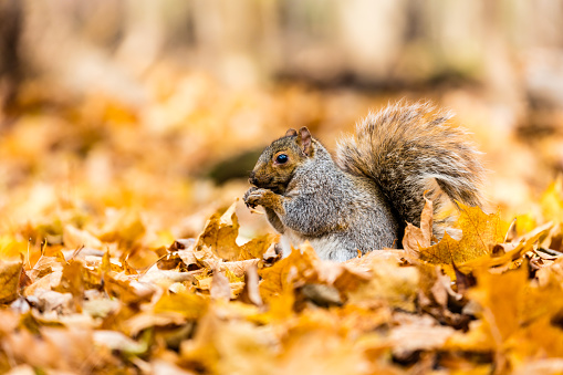 squirrel in St. James' Park in central London; London, United Kingdom