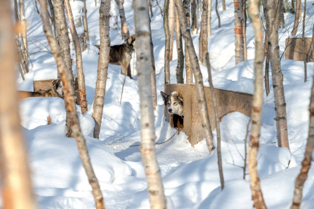 istock Huskies in harness Murmansk, Russia Mar 2018 1072836686