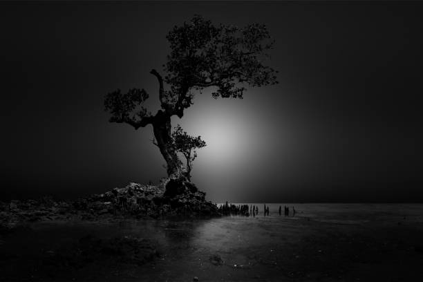 Alone old tree Art photography in black white fine art painting photos stock pictures, royalty-free photos & images