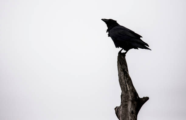 istock Silhouette of a Raven sitting on a branch. 1072843476
