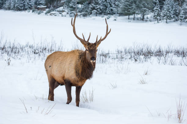 istock Elk in a snow landscape. 1072844424