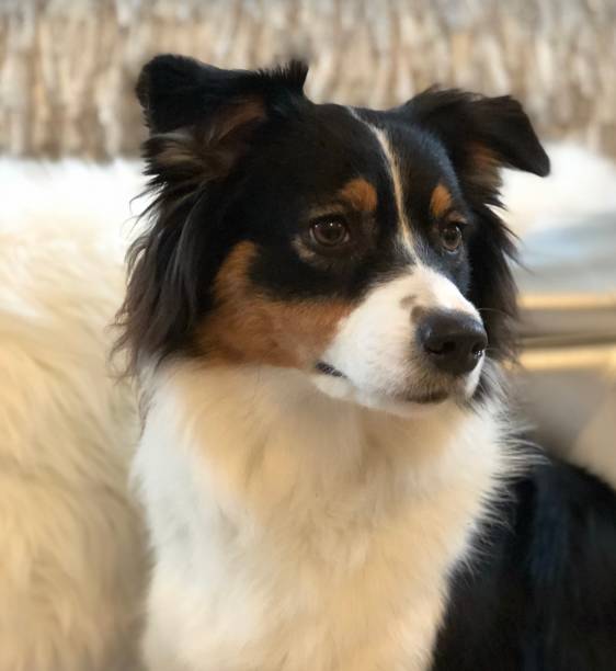 istock Elegant dog portrait 1072844554