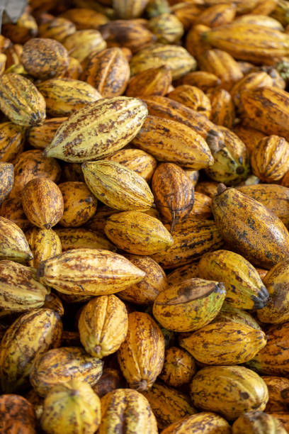 istock Cacao fruit, raw cacao beans and Cocoa pod background 1072852338