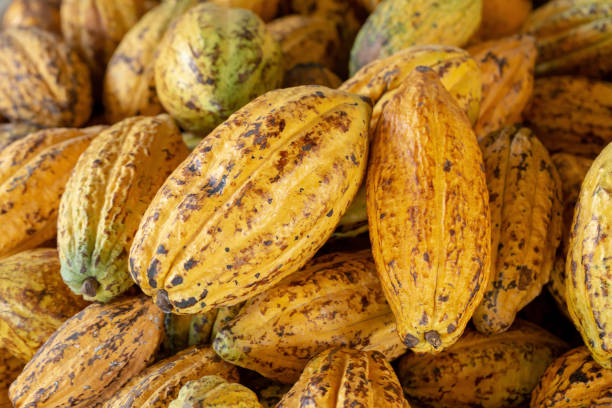 istock Cacao fruit, raw cacao beans and Cocoa pod background 1072852340