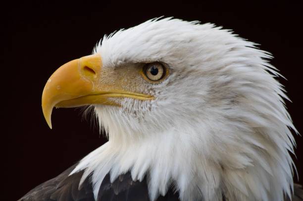 istock Intense look of a bald eagle as it searches for prey 1072852428