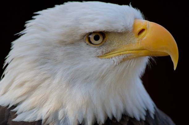 istock Close-up profile shot of bald eagle emphasizes its yellow hooked beak 1072852802