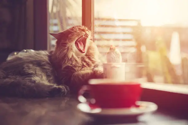 lazy cat yawning with morning sunshine from windows with coffee cup vintage beautiful pet.