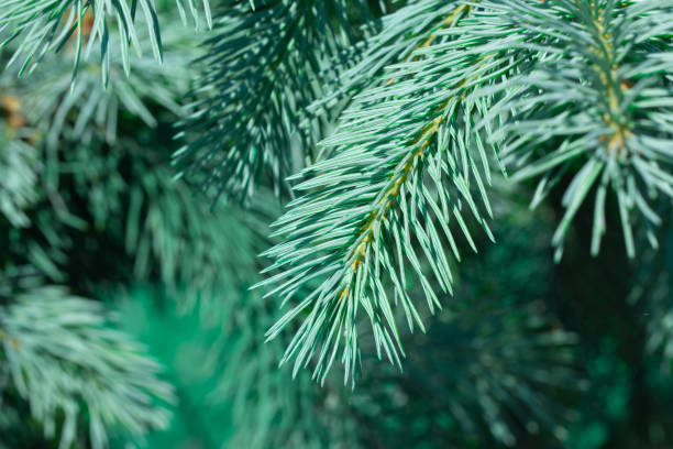 istock green spruce growing in the park 1072856878