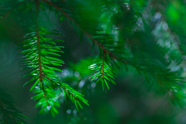 istock coniferous evergreen  spruce trees wallpaper 1072856906