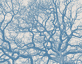 istock Oak Tree and branches with desaturated colors 1072860922