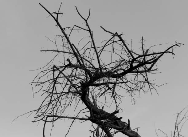 A naked tree is seen in a drought season. A typical view of a tree without leaves.