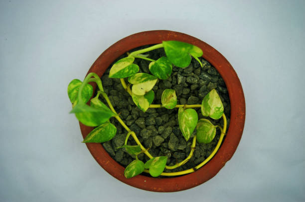 Green money plants in red pit