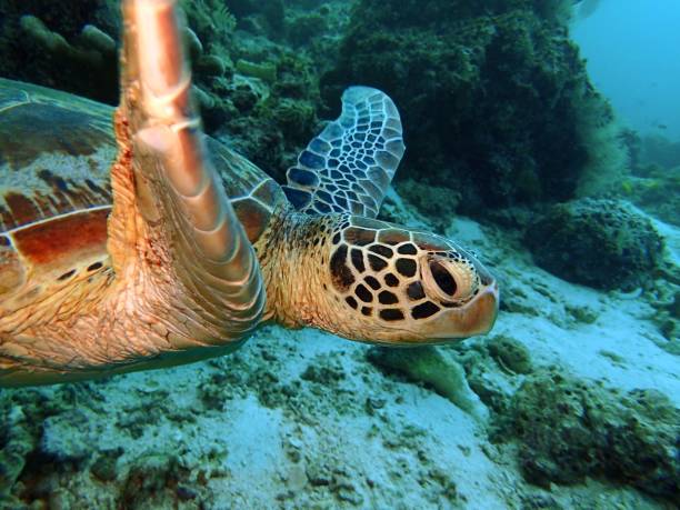 the beauty of underwater world in sabah, borneo. - day octopus imagens e fotografias de stock