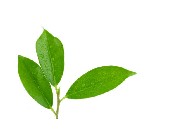 istock Green leaves isolated on a white background 1072902150