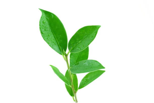 istock Green leaves isolated on a white background 1072902206