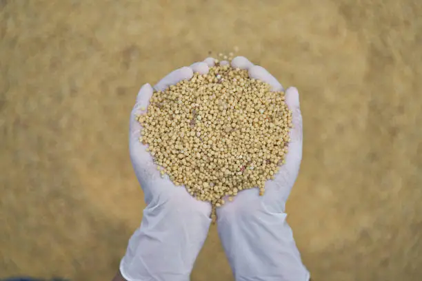 Photo of yellow fertilizer in hand