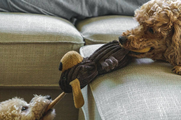 istock Poodle's teddybear tug of war 1072906838