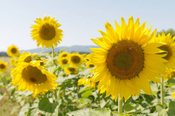 istock Closeup of Sunflowers being pollinated by bees 1072910944