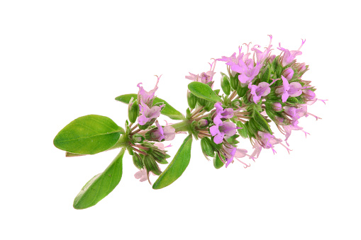 flowering twig thyme spice isolated on white background.