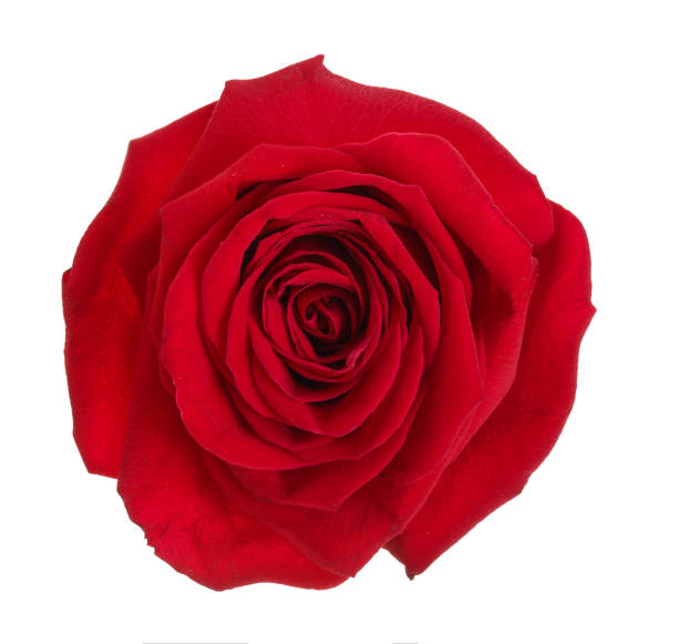istock beautiful red rose isolated on white background 1072912336