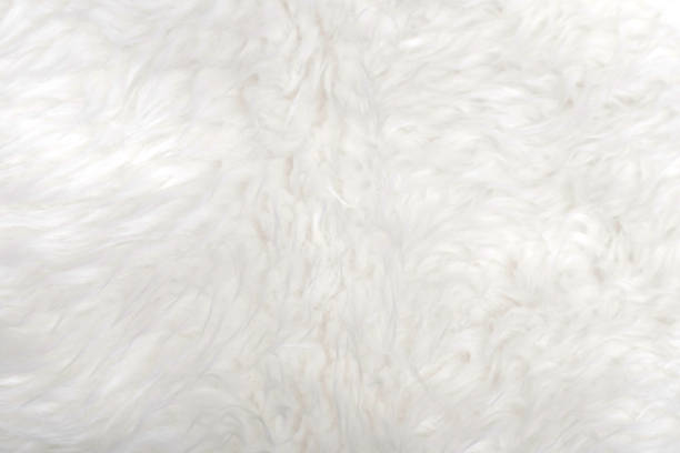 istock sheep hair or wool for background 1072913820