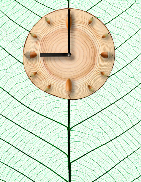 Acorn clock pointing 9 o'clock against leaf vein skeleton with copy space.