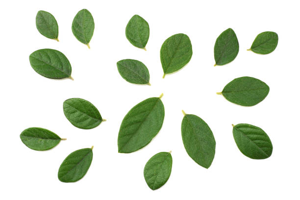 istock red berries with green leaves isolated on white background. top view 1072920490